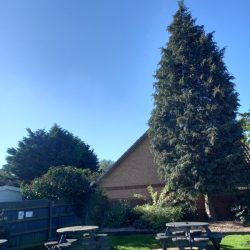 The Claydon Greyhound
